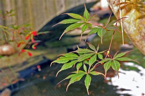 Free Stock Photo Of Japanese Maple Leaves Of Tree By A Pond Download