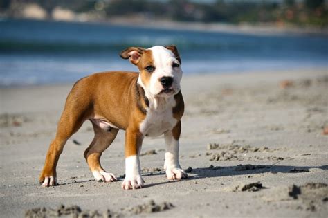 Different Types Of Pitbulls How To Choose The Breed For You Canine