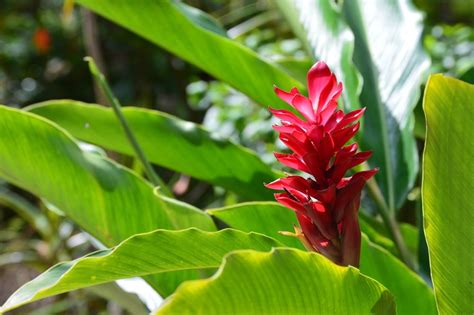 25 Wonderful Exotic Tropical Rainforest Plants With Photos And