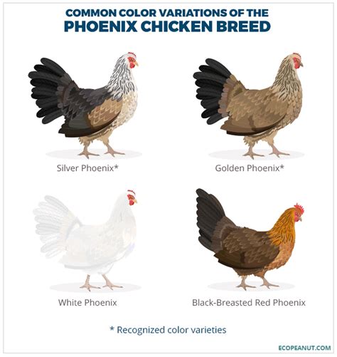 Phoenix Chicken Breed Guide Eco Peanut