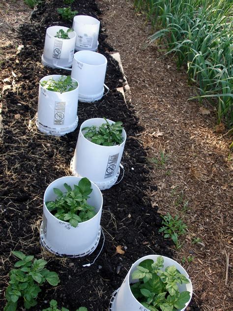 Just be sure they are food grade and that you never used them for paint the great thing is if you do have to buy it, you won't need as much to grow potatoes as if you were planting them in a garden bed. Living the Frugal Life: Potatoes in Buckets, Round III
