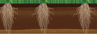 Soil Inches Sampling Depth Tips Crop Pulled
