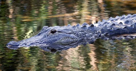 Things To Know About Floridas Alligators Cbs News