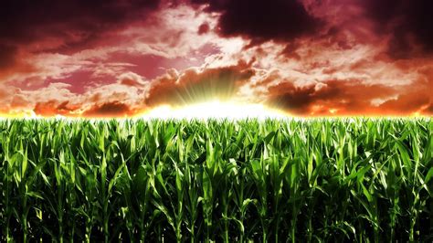 17 Cornfield Wallpapers Wallpaperboat