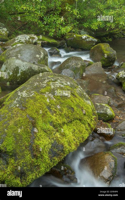 Roaring Fork Stream And Moss Covered Rocks And Boulders Great Smoky