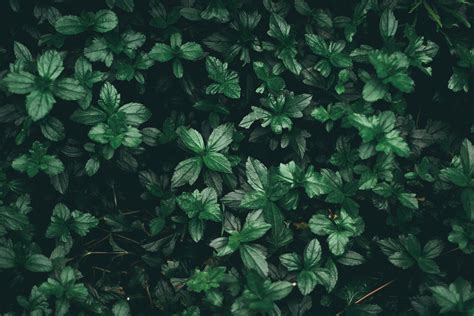 Dark Green Leaves Wallpapers Top Free Dark Green Leaves Backgrounds