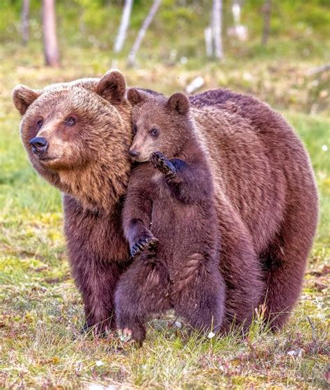 12 Adorable Moments Between Mom Bears And Their Teddy Bear Cubs