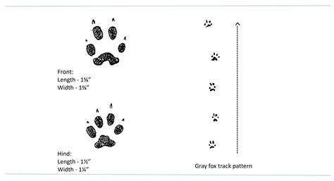 Grey Fox Tracks