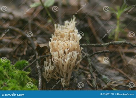 Rare Edible Coral Fungus Artomyces Pyxidatus In A Mixed Forest In