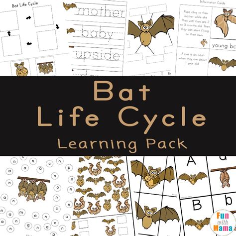 Bat Life Cycle For Kids