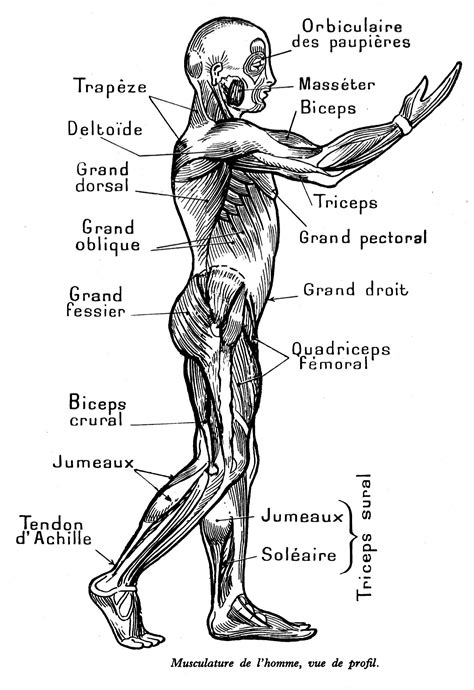 Source Raf Dessins Fr Anatomie Musculaire Humaine Anatomie