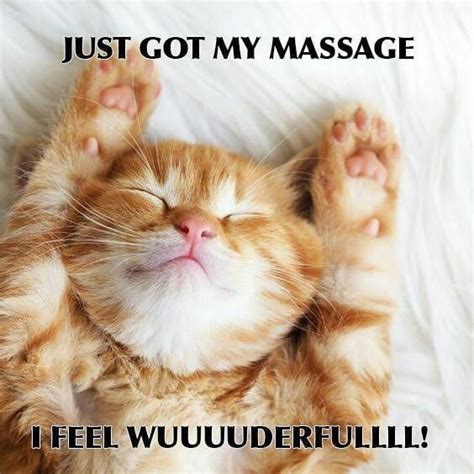 19 cute and funny massage memes with cats full body massage