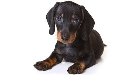 Black Dachshund Your Guide To A Perfect Puppy