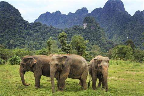 Elephant Hills Khao Sok Best At Travel