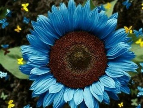 50 seeds blue sunflowers huge planting sunflower garden large etsy canada flower seeds