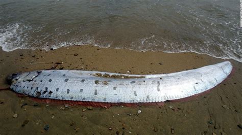 Rare 17 Foot Oarfish Washes Ashore On A Calif Island Cnn