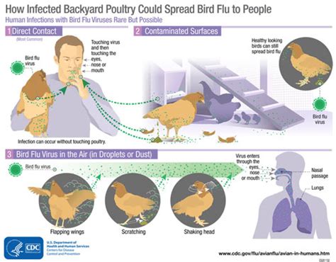Bird Flu Avian Influenza Avian Influenza Bird Flu Identified At