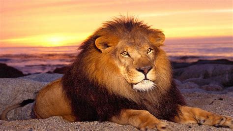 Lion Wallpapers Hd 81 Background Pictures