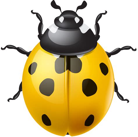 Yellow Ladybird Png Clip Art Gallery Yopriceville High Quality