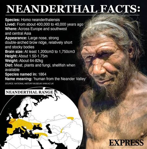 scientists sniff out gene for nose shape inherited from the neanderthals science news