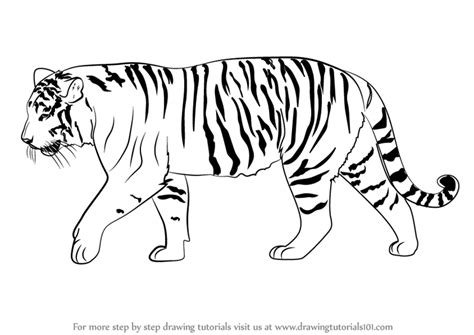 Step By Step How To Draw A Siberian Tiger