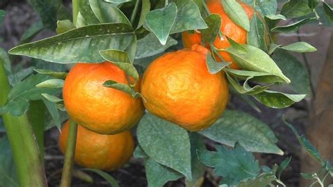 How To Grow Dancy Mandarin Tangerines Youtube