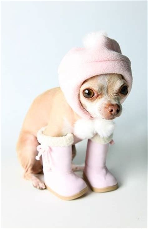70 Best Ugly Dogs But Cutereally Images On Pinterest Ugly Dogs