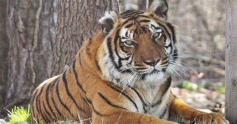Indianas Black Pine Animal Sanctuary Mourns Loss Of Tiger