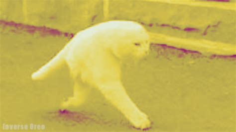Cursed Cat Images Youtube