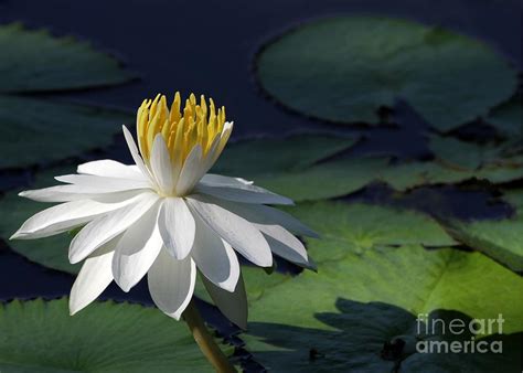 White Night Blooming Water Lily Photograph By Sabrina L Ryan Pixels