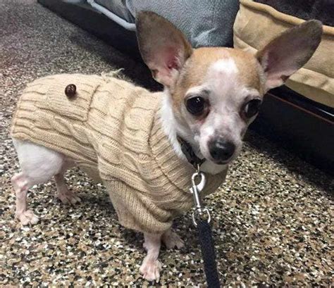 We do highly suggest you read over this page. Chihuahua Rescue Rochester Ny | PETSIDI