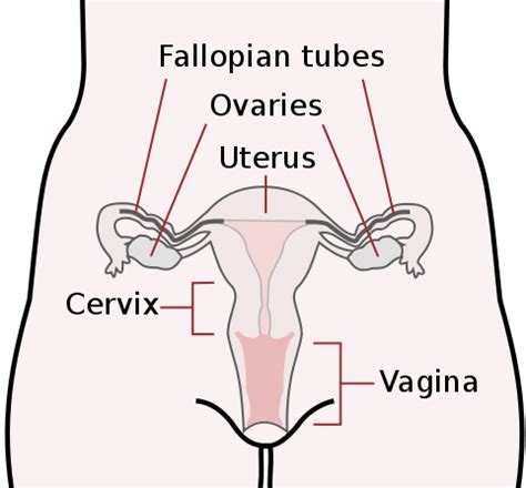 The Female Reproductive System Boundless Anatomy And Physiology