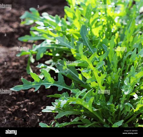 Arugula Plant Growing In Organic Vegetable Garden Stock Photo Alamy