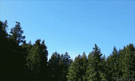 Hundreds of unique and fun frog gifts, toys and collectibles. For animated GIFs