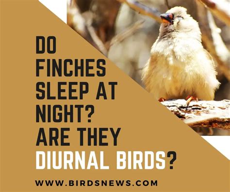 Do Finches Sleep At Night Are They Diurnal Birds Birds News