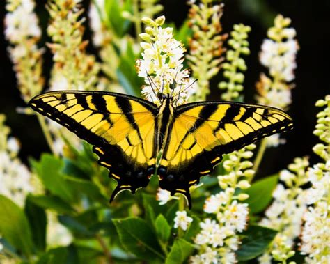 Eastern Tiger Swallowtail Butterfly Stock Photo Image Of Butterfly