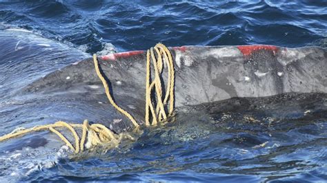 Whale Entanglements And Deaths Expected To Rise As Numbers Continue To