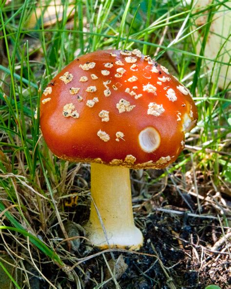 Amanita Muscaria Amanita Muscaria Commonly Known As The F Flickr