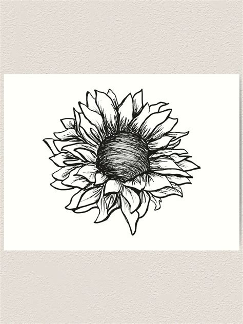 Black And White Sunflower Drawing Art Print By Claireandrewss Redbubble