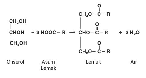 Reaksi Pembentukan Lemak Dari Gliserol Dan Asam Le