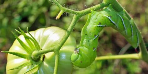 Where Do Tomato Hornworms Come From Gfl Outdoors