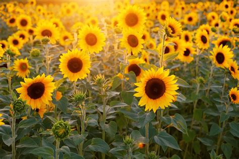 A Bunch Of Sunflowers As A T For A Summer Interior