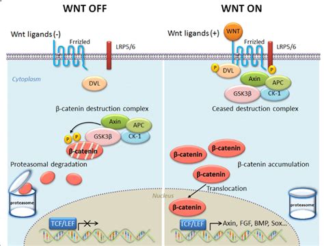 Overview of WNT β catenin signaling Without WNT signaling WNT OFF