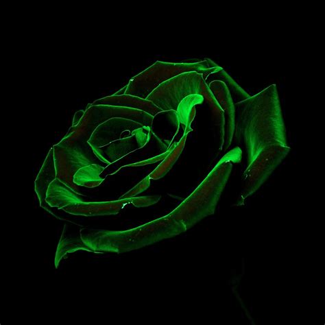Glow In The Dark Rose Explored Flickr Photo Sharing
