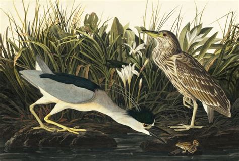 Black Crowned Night Heron Painting By John James Audubon Reproduction