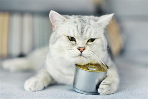 Feeding cats wet food is never as simple as just opening up a can and letting them eat until they're full. Calculate How Much Canned Food to Feed a Cat | LoveToKnow