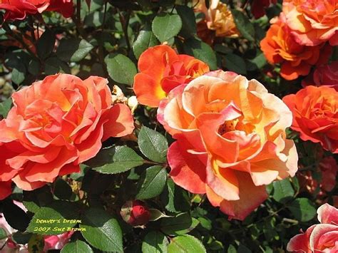 Plantfiles Pictures Miniature Rose Denvers Dream Rosa By Califsue