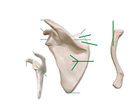 Pectoral Girdle Scapula Clavicle Diagram Quizlet