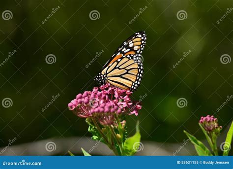 Monarch Butterfly Resting On Flower Stock Image Image Of Pattern