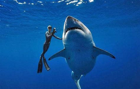 Watch This Underwater Photographer Swim With One Of The Largest Sharks Ever Recorded Shutterbug